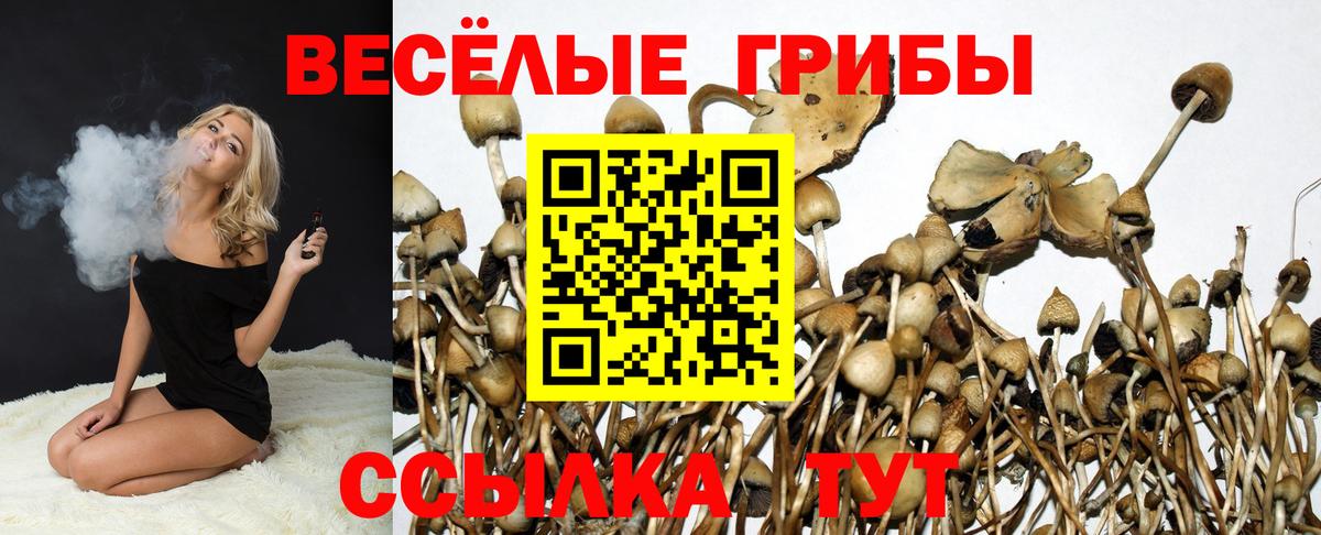 где купить наркотик  Вход с VPN  Псилоцибиновые грибы Cubensis  Гуково  Галлюциногенные грибы Psilocybe 